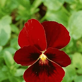 Виола рогатая Rubin