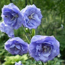 Колокольчик (Кампанула) персиколистный La Belle Blue