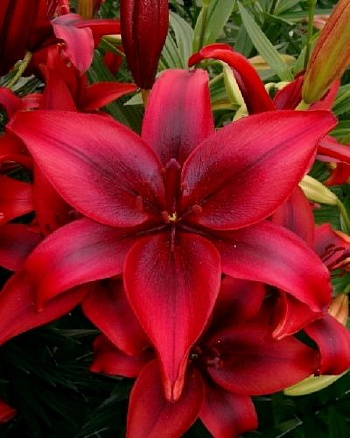 Лилия азиатская Блэк Аут