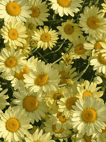 Пупавка гибридная E.C Buxton