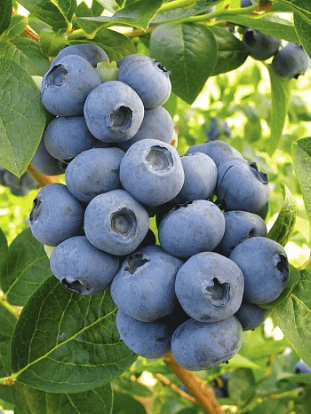 Голубика высокорослая Toro