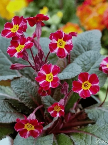 Примула гибридная Dark Rosaleen