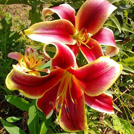 Лилия ОТ-гибрид Матисс