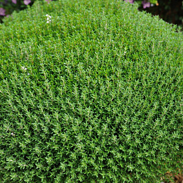 Тимьян обыкновенный Фредо Тимьян обыкновенный Фредо