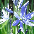 Камассия Лейхтлина Caerulea
