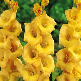 Гладиолус крупноцветковый Ведетта