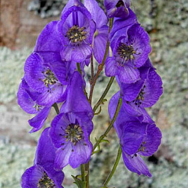 Аконит Кармихеля Арендси