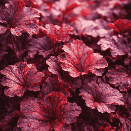 Гейхера гибридная Obsidian