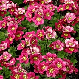 Камнеломка Арендса Pixie Pan Red