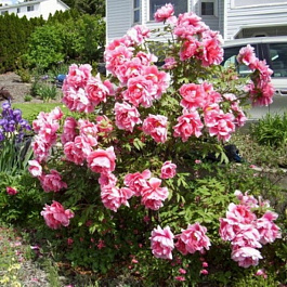 Пион древовидный Розовый Король