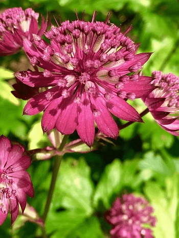 Астранция большая Rubra