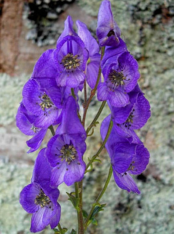 Аконит Кармихеля Арендси