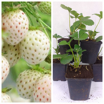 Земляника садовая Пайнберри (Ананасная) НАБОР 5ШТ Земляника садовая Пайнберри (Ананасная) НАБОР 5ШТ