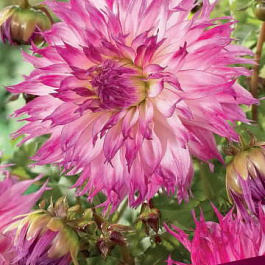 Георгина Бахромчатая Снохо Диана