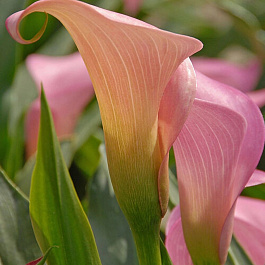 Калла Самур