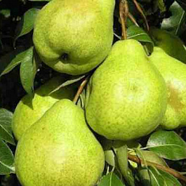 Груша плодовая Заоблачная