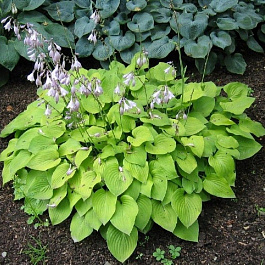 Хоста гибридная Ханибеллз НАБОР 2ШТ (1+1)