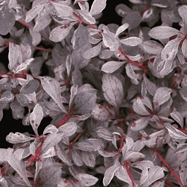 Барбарис оттавский Silver Miles