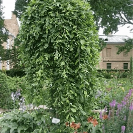 Ива козья Pendula