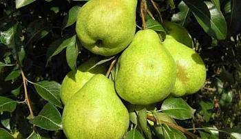 Груша плодовая Заоблачная
