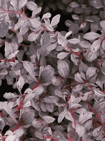 Барбарис оттавский Silver Miles