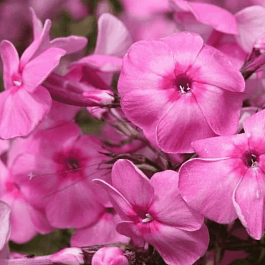 Флокс метельчатый Minnehaha