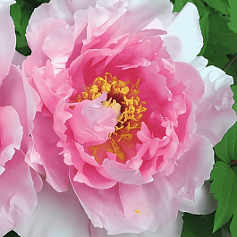 Пион Древовидный  Cun song ying