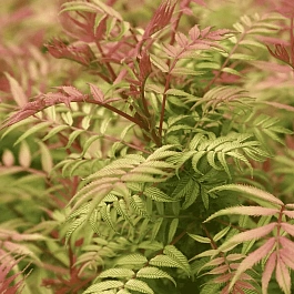 Рябинник рябинолистный Sem