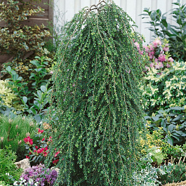 Тсуга канадская Пендула