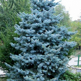 Ель колючая Глаука Кейбаб Ель колючая Глаука Кейбаб