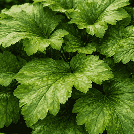 Гейхера Green Tea