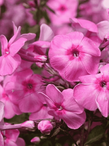 Флокс метельчатый Minnehaha