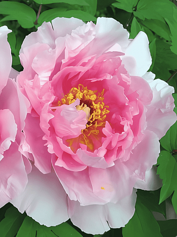 Пион Древовидный  Cun song ying