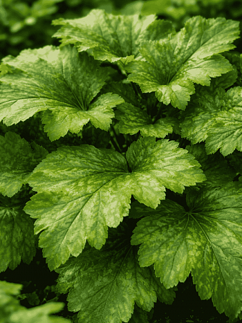 Гейхера Green Tea