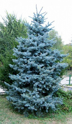 Ель колючая Глаука Кейбаб