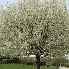 Яблоня декоративная Harvest Gold