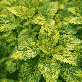 Мелисса лекарственная Aureovariegata