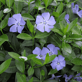 Барвинок малый HAWAII