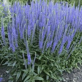 Вероника колосистая