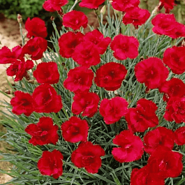 Гвоздика перистая David