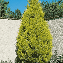 Кипарис крупноплодный Goldcrest