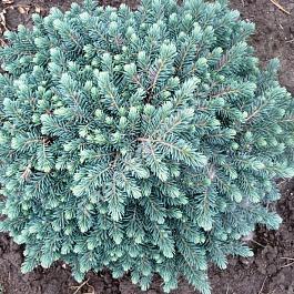 Ель колючая Waldbrunn