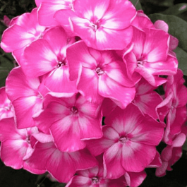 Флокс метельчатый Евгения