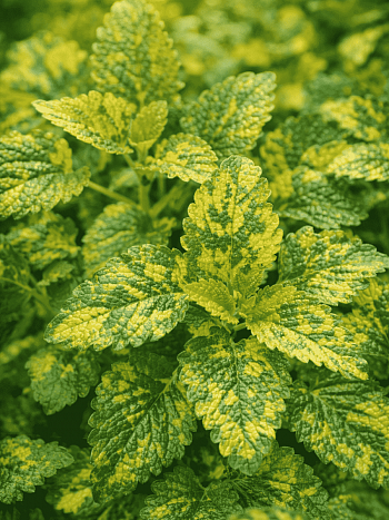Мелисса лекарственная Aureovariegata