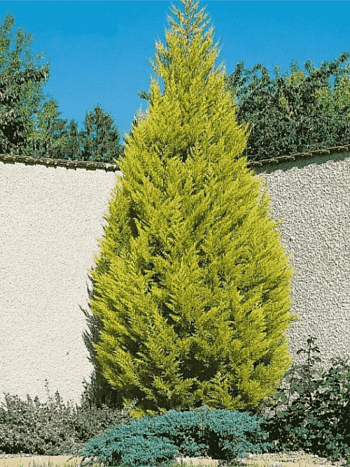 Кипарис крупноплодный Goldcrest