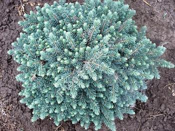 Ель колючая Waldbrunn