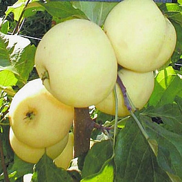 Яблоня карликовая Юнга