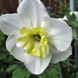 Нарцисс с расщеплённой коронкой Папийон Блан