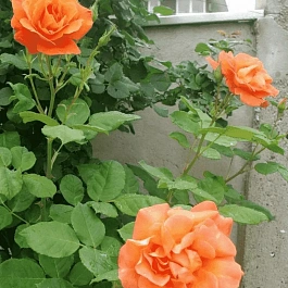 Роза Плетистая Orangedawn