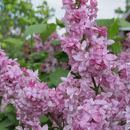 Сирень обыкновенная Богдан Хмельницкий